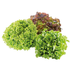 BIO-Spezialsalat